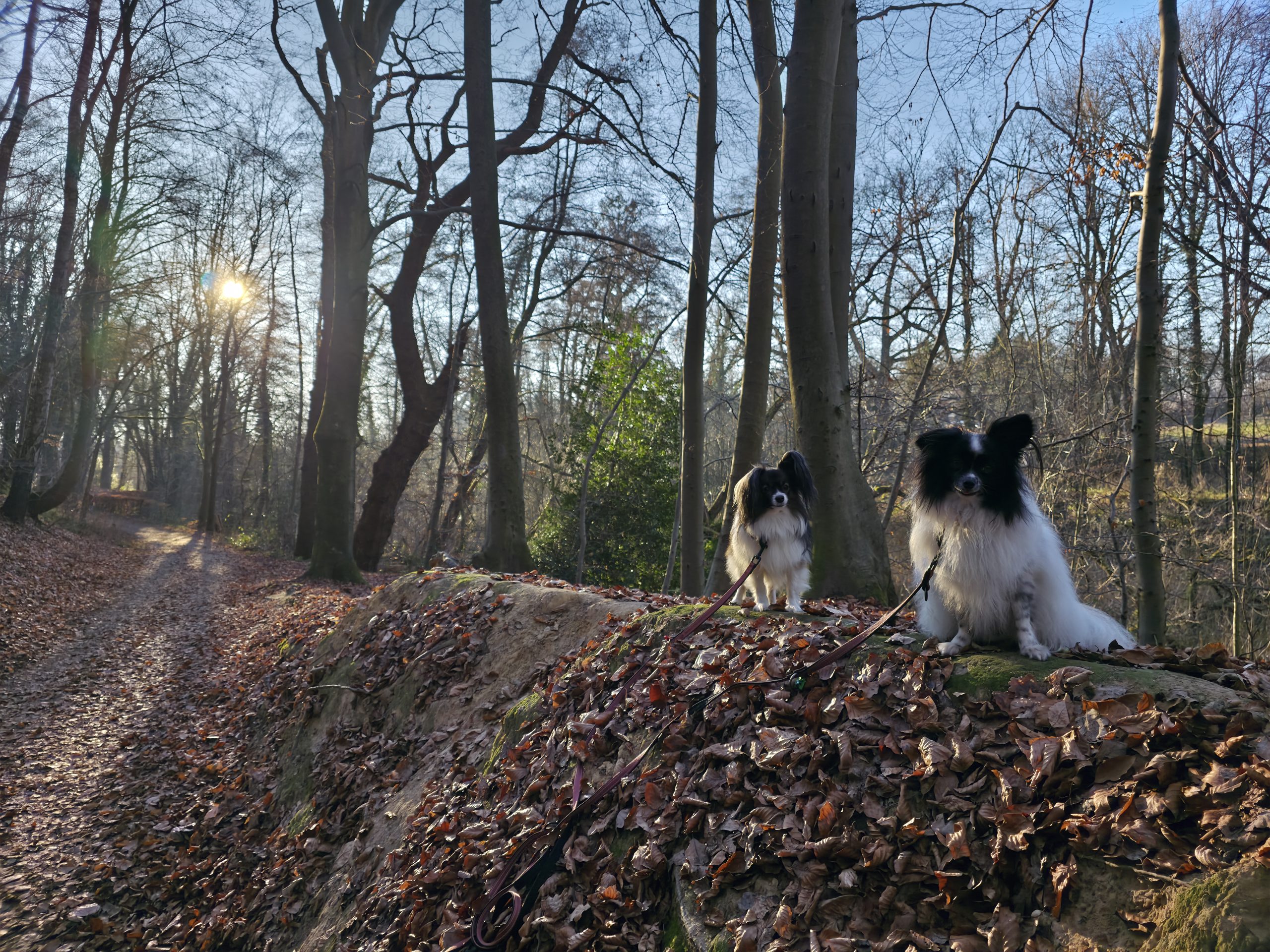 Bolt en Dotje langs het pad op het walletje